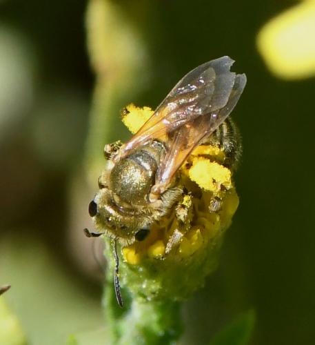 Seladonia subaurata